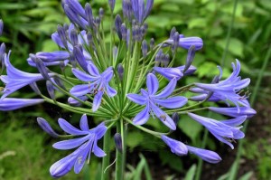 Agapanthus ´Dr.Brouwer´